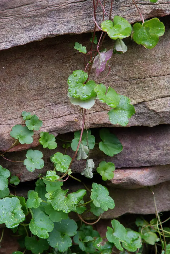 Dollarweed/pennywort Climbing On Stones