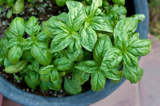 potted basil