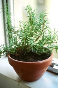 Rosemary