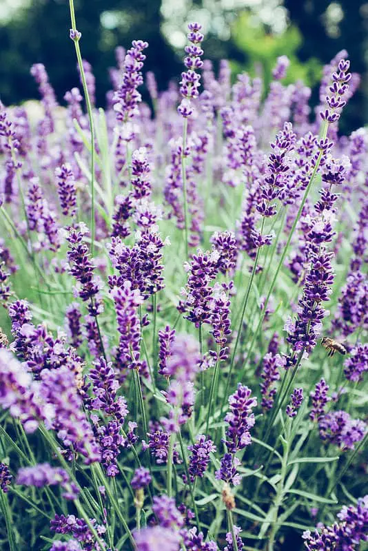 purple lavender