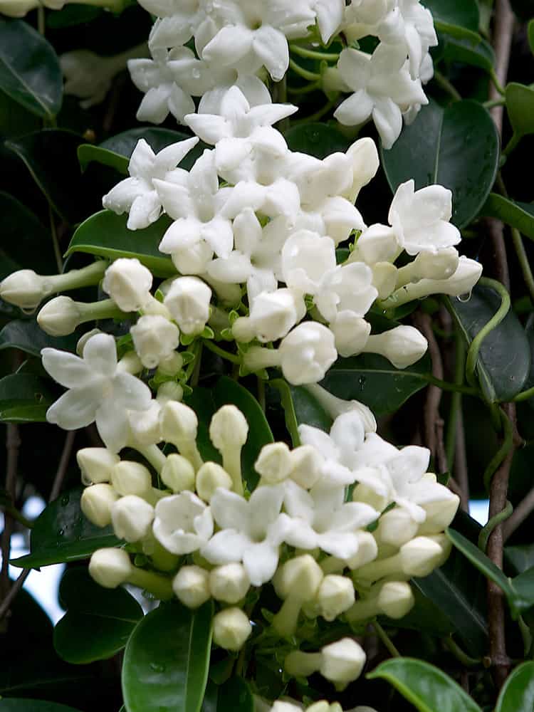Stephanotis