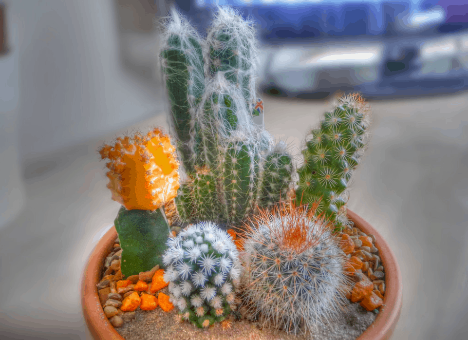 Cacti