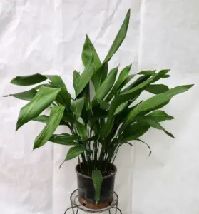 Cast Iron Plant