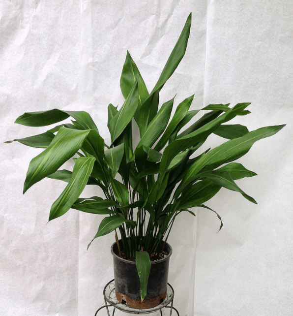 Cast Iron Plant