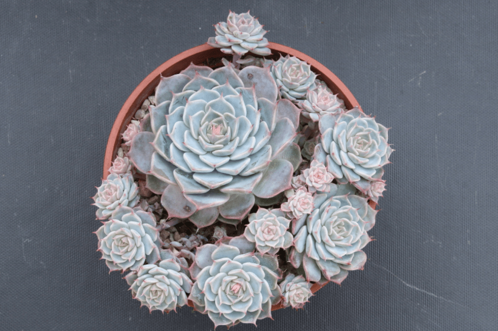 Echeveria
