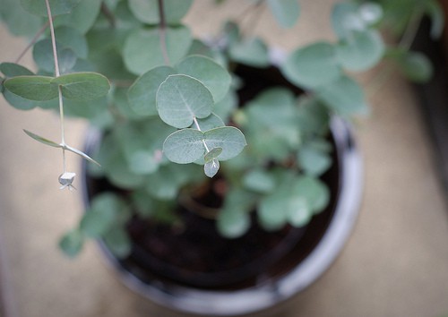 Eucalyptus In A Pot