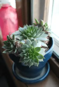 Hen & Chick Succulent