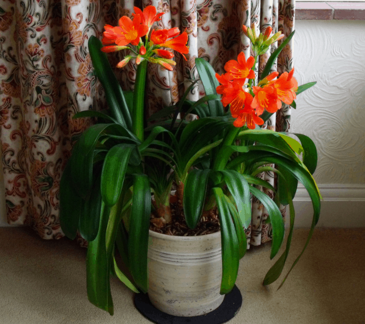 Orange Clivia
