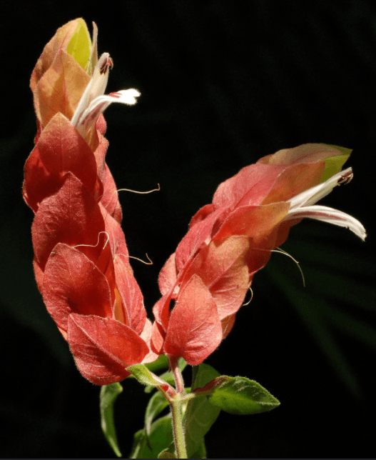 Pink Shrimp Flower