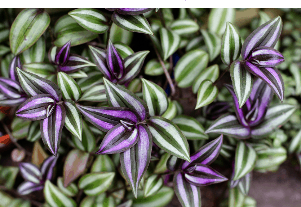 Wandering Jew