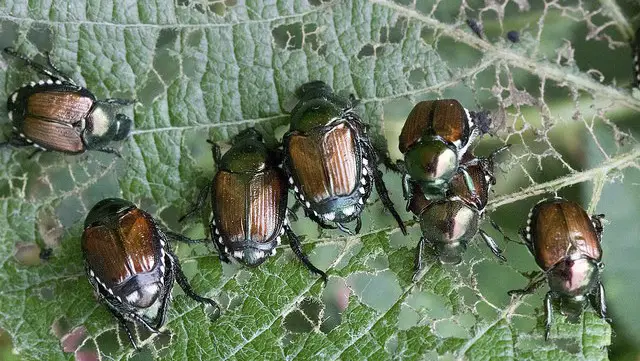 Group of Japanese beetles feeding