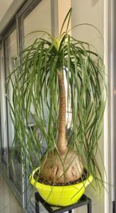 ponytail palm