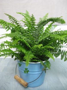 boston fern in a blue pot
