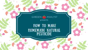 homemade natural pesticides