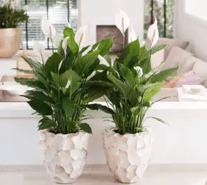 peace lily in a white pot