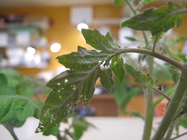cutworm damage on a tomato plant