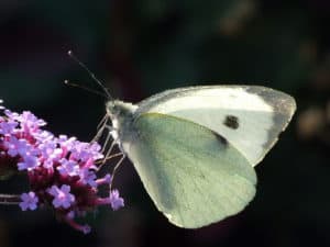 cabbage white moth