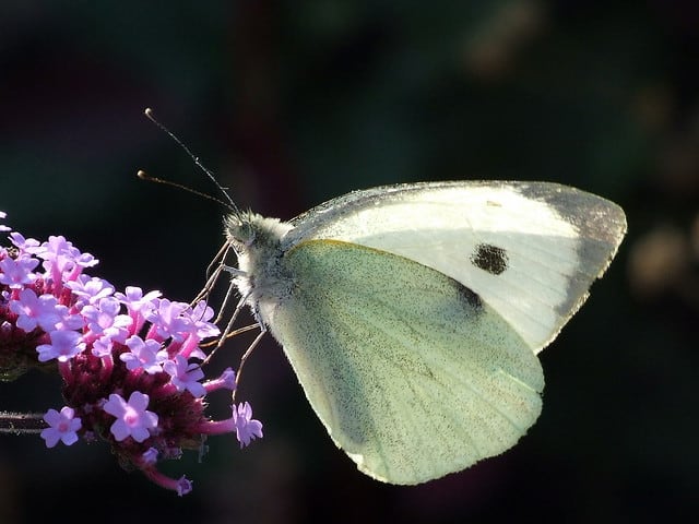 cabbage white moth