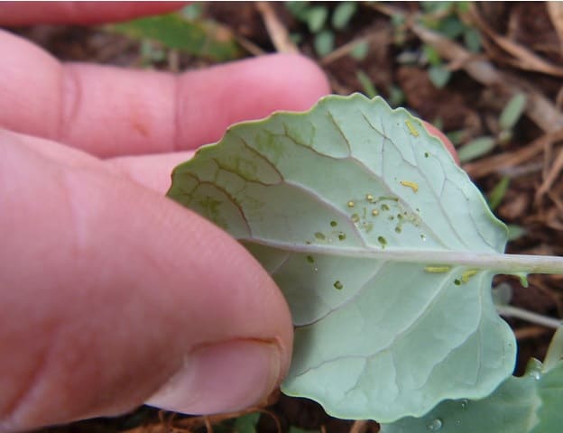 cabbage worm larvae