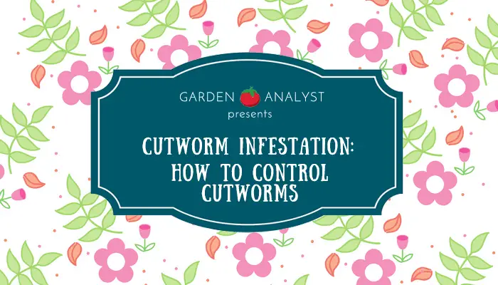 how to control your cutworm infestation