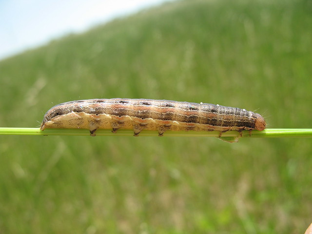 army worm caterpillar