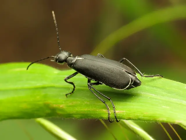 black blister beetle