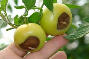 brown blossom end rot on tomatoes