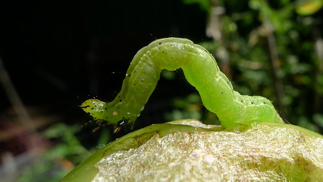 cabbage looper on leaf