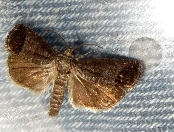 brown codling moth