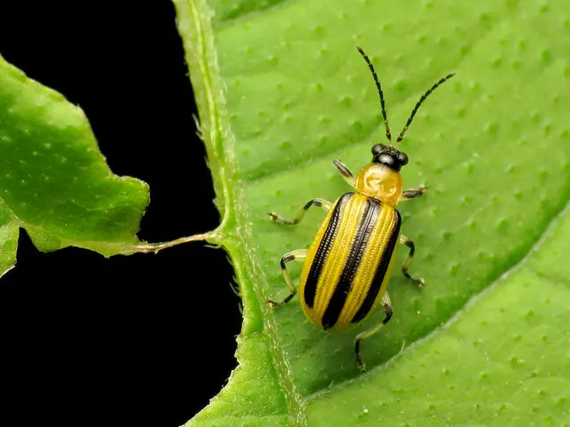 cucumber beetle eating leaves