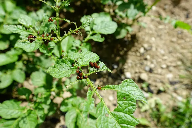 potatoe beetles feeding