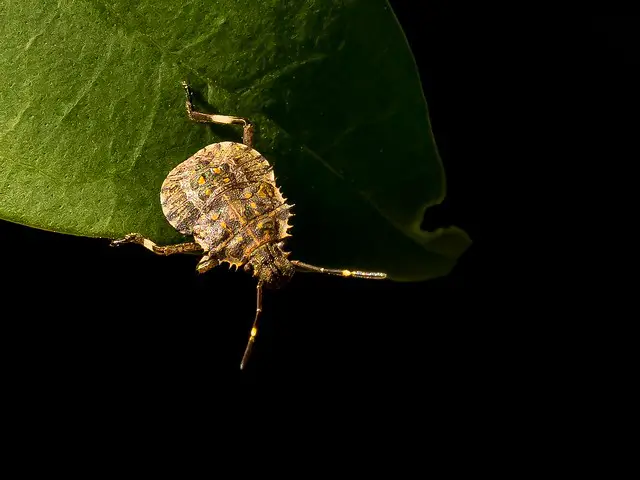 stink bug nymph eating a leaf