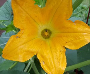 yellow cucumber beetle