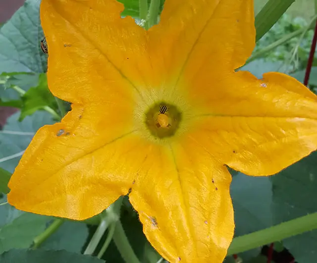 yellow cucumber beetle