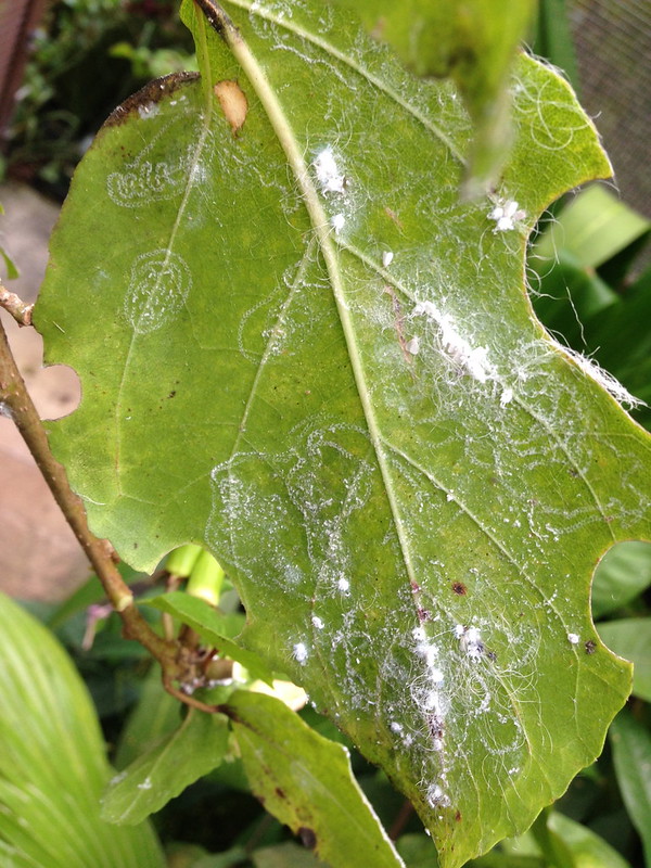 whiteflies on leaf