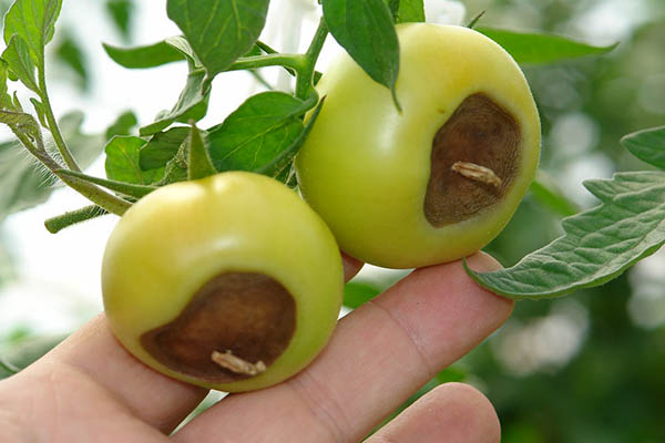 blossom end rot on two tomatoes
