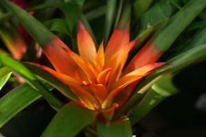 orange blooming bromeliad