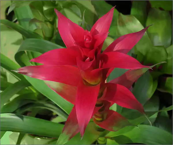 red blooming bromeliad