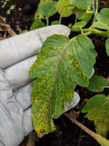 septoria leaf spot fungus