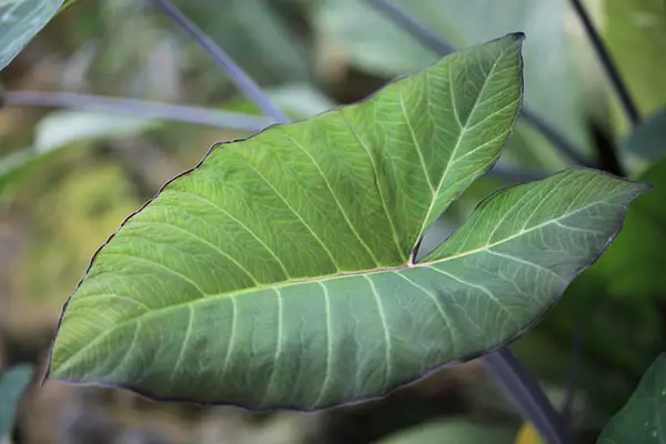 purple arrowhead houseplant