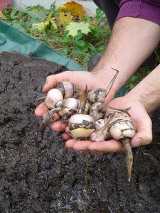 arrowhead aquatic rhizome