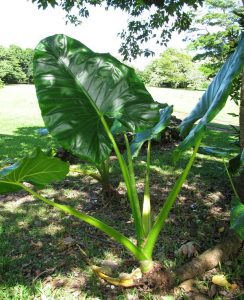 elephant ear plant