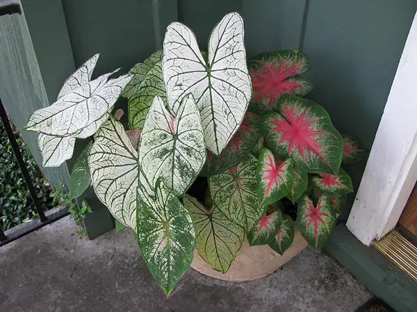grouping of elephant ear plants in a bowl
