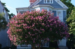 Pink Crape Myrtle Tree