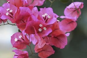 Pink Bougainvillea cluster