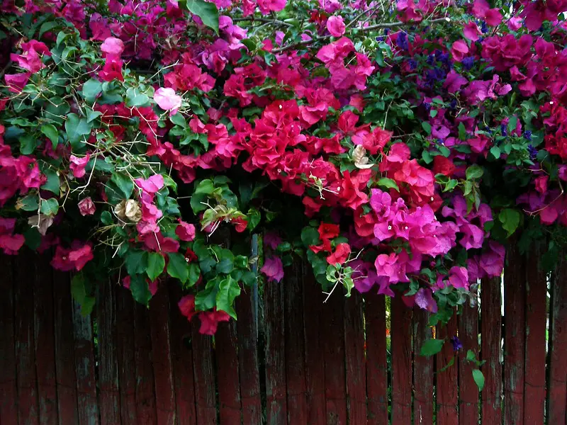 multi-colored bougainvillea