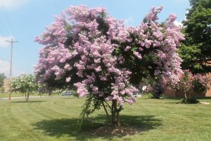 Crape Myrtle Tree